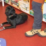 leżący czarny pies w bibliotece